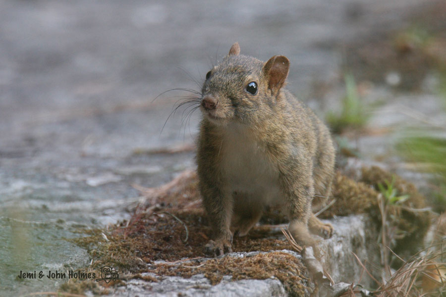 [Y09_RockSQ_Cangshan-01.jpg]