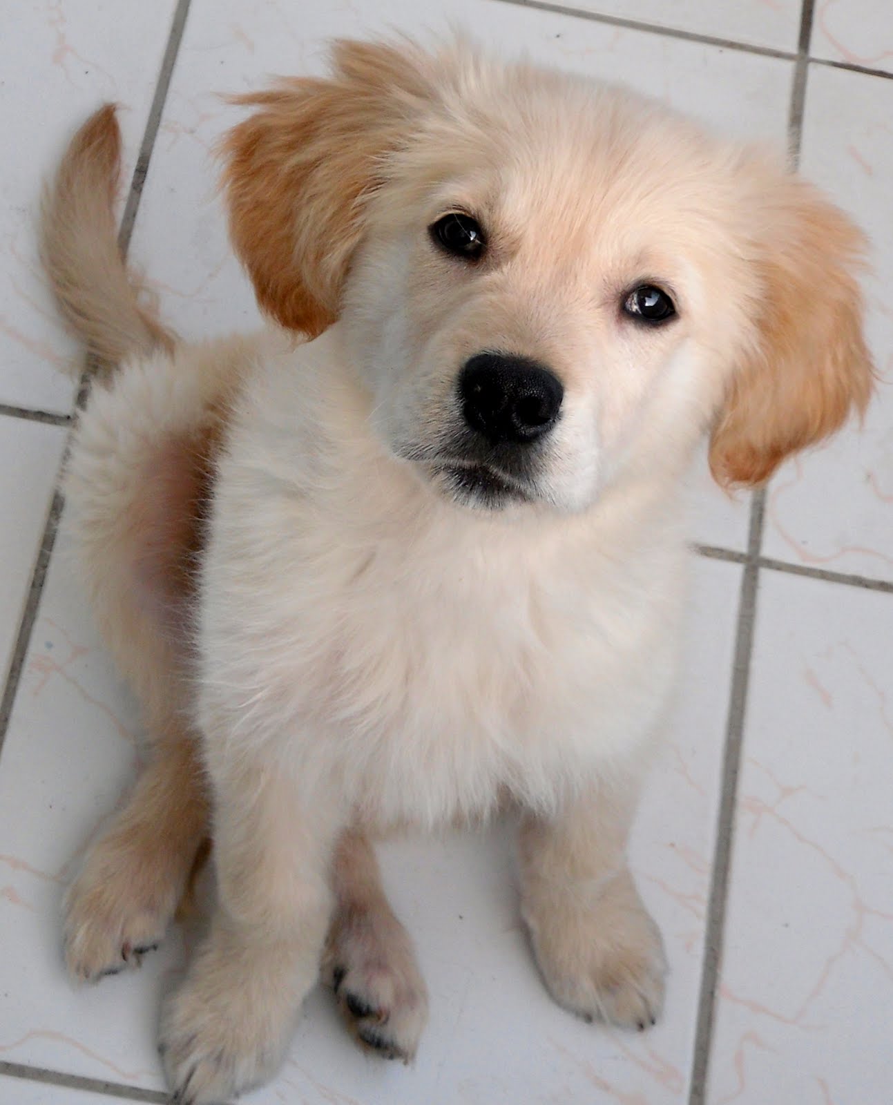 Golden Retriever Jessie Köpek eğitiminde rehber kurallar Eğitim (2