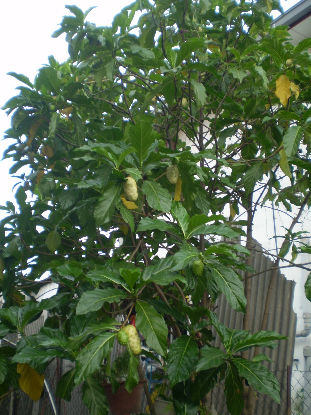 GO RIGHT IN....MY GARDEN Vomit fruit