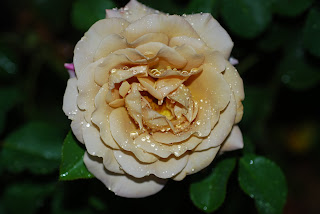 Picture of Honey Dijon Rose with Rain drops