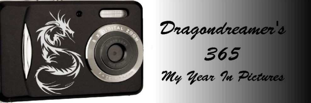 Dragondreamer's 365