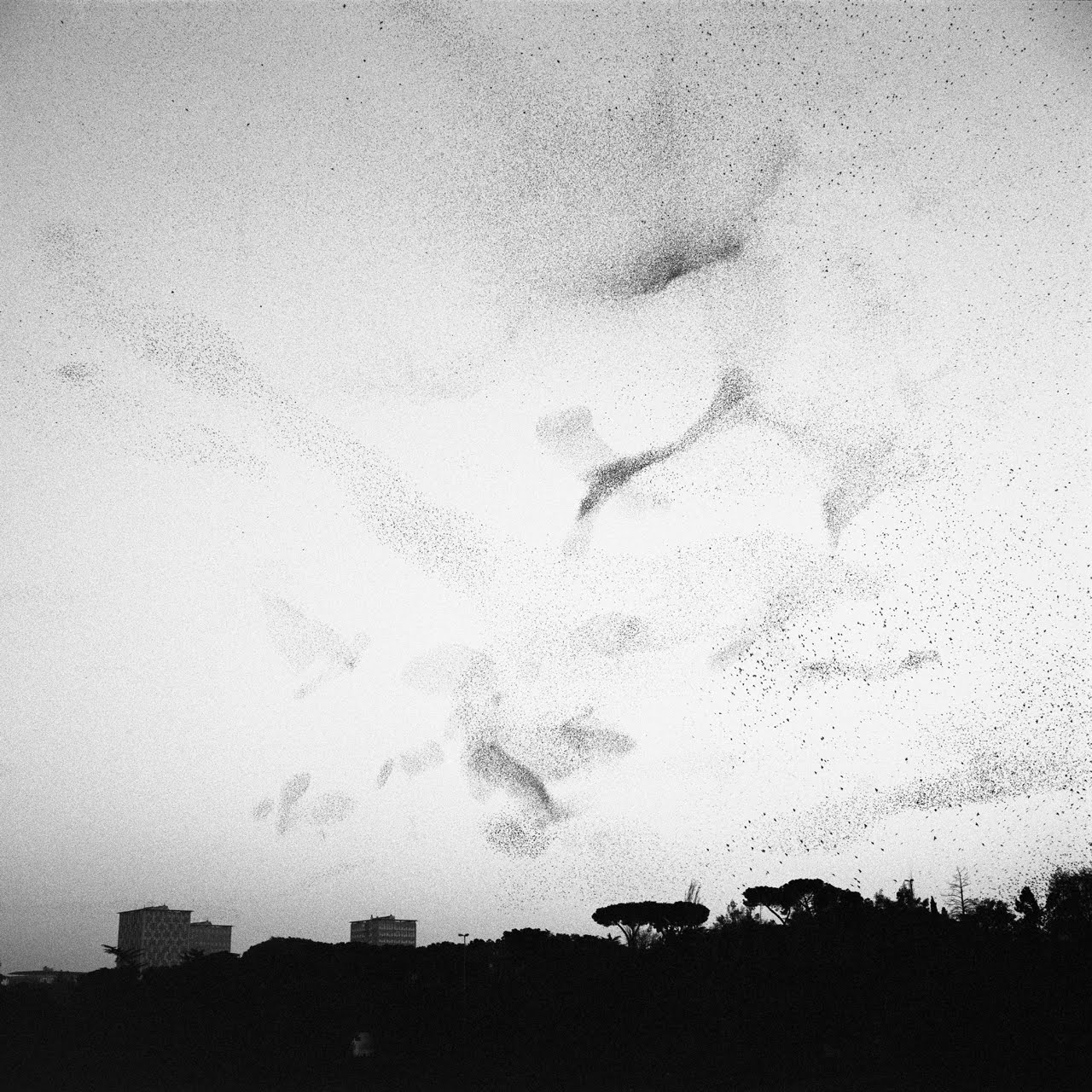 Свобода самолет. Тысячи птиц face speed up. Стая птиц в небе. Стая птиц самолет. Тысячи птиц speed up.