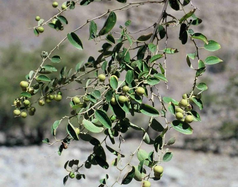 فوائد الاغتسال بالسدر للعين