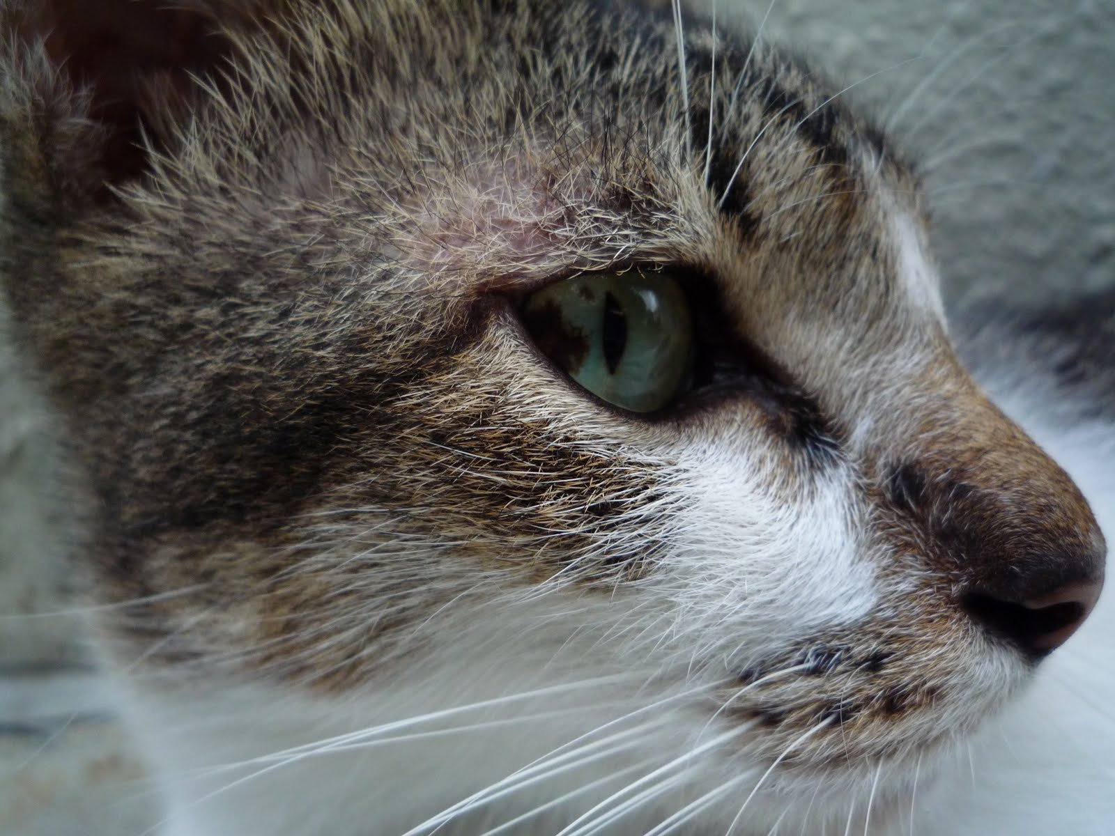 melanoma-melanoma-in-cats