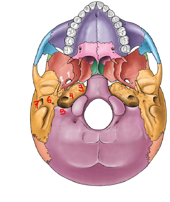 Anatomía UNAM: BASE DE CRÁNEO NORMA EXTERNA