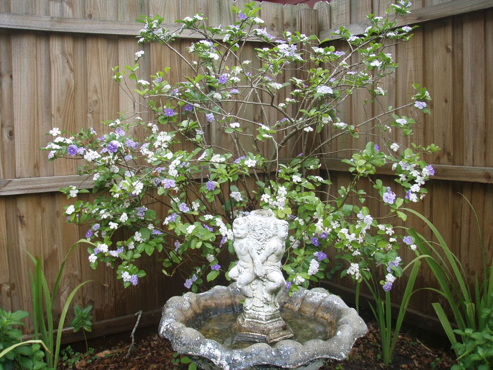 From My Home To Yours: ~ A Little Garden Tour~