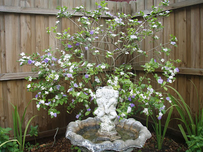 From My Home To Yours: ~ A Little Garden Tour~