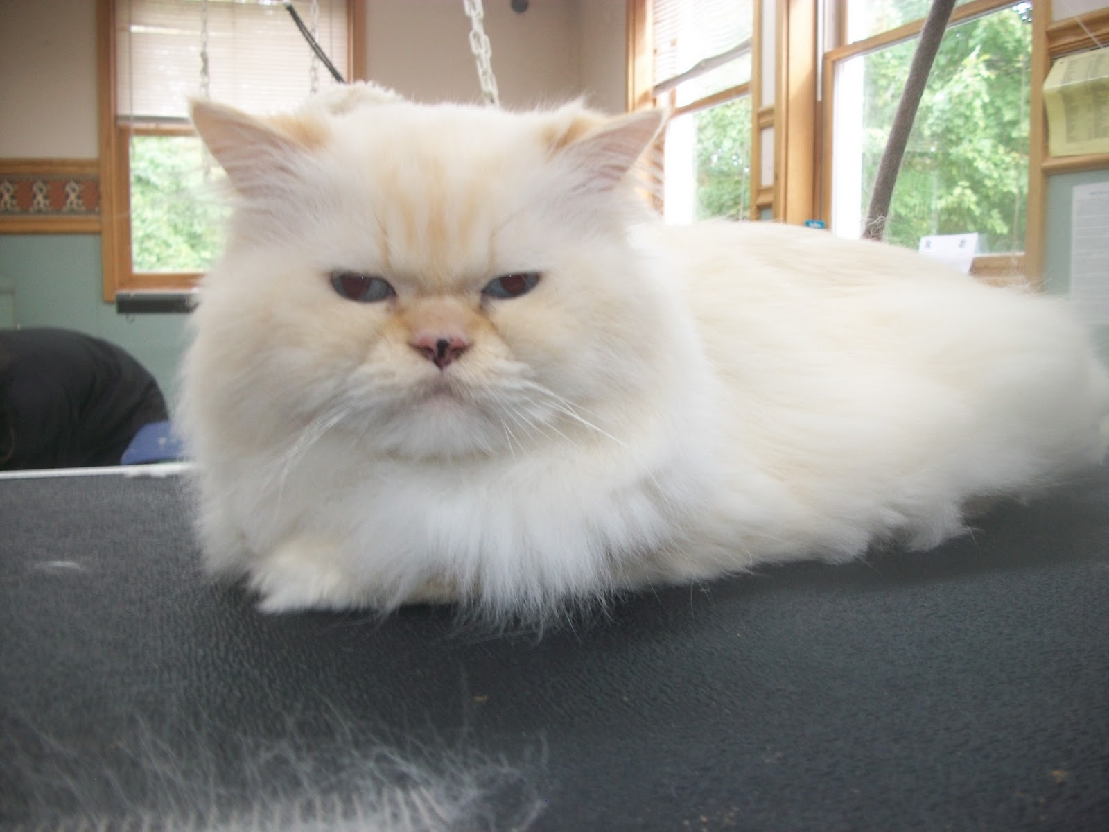 Best Friends Gaithersburg