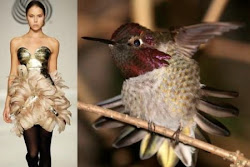 inspired nature dresses bird birds theme inspiration designs hummingbird feathers animals looks taking elegant clearly gives spread shows way which