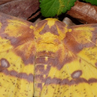 imperial dendroica moth
