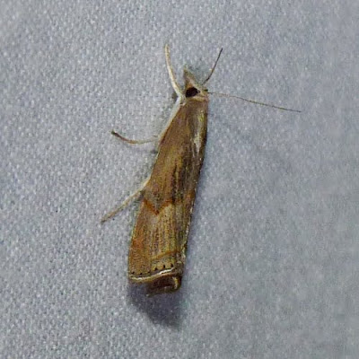Dendroica: Bluegrass Webworm Moth
