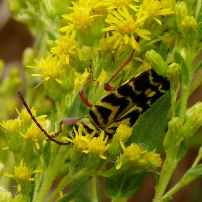 Dendroica: Insects on Goldenrod