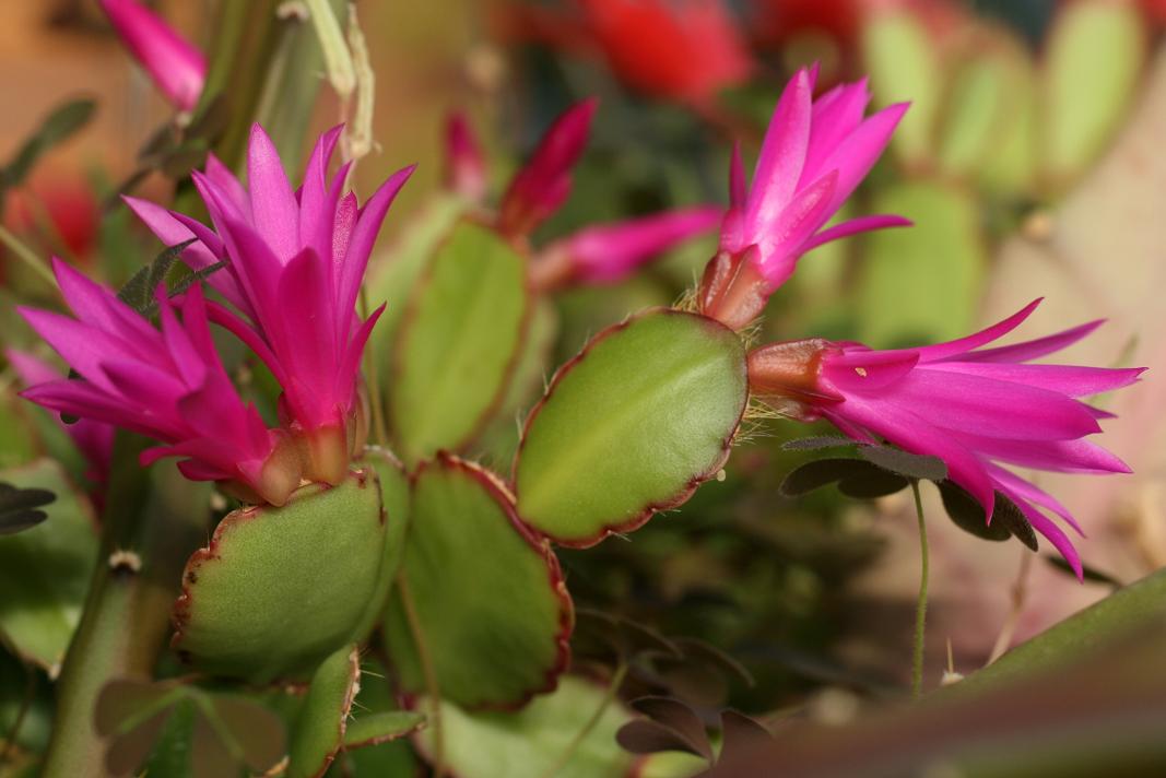 Notas de campo y jardín: Cactus de Pascua