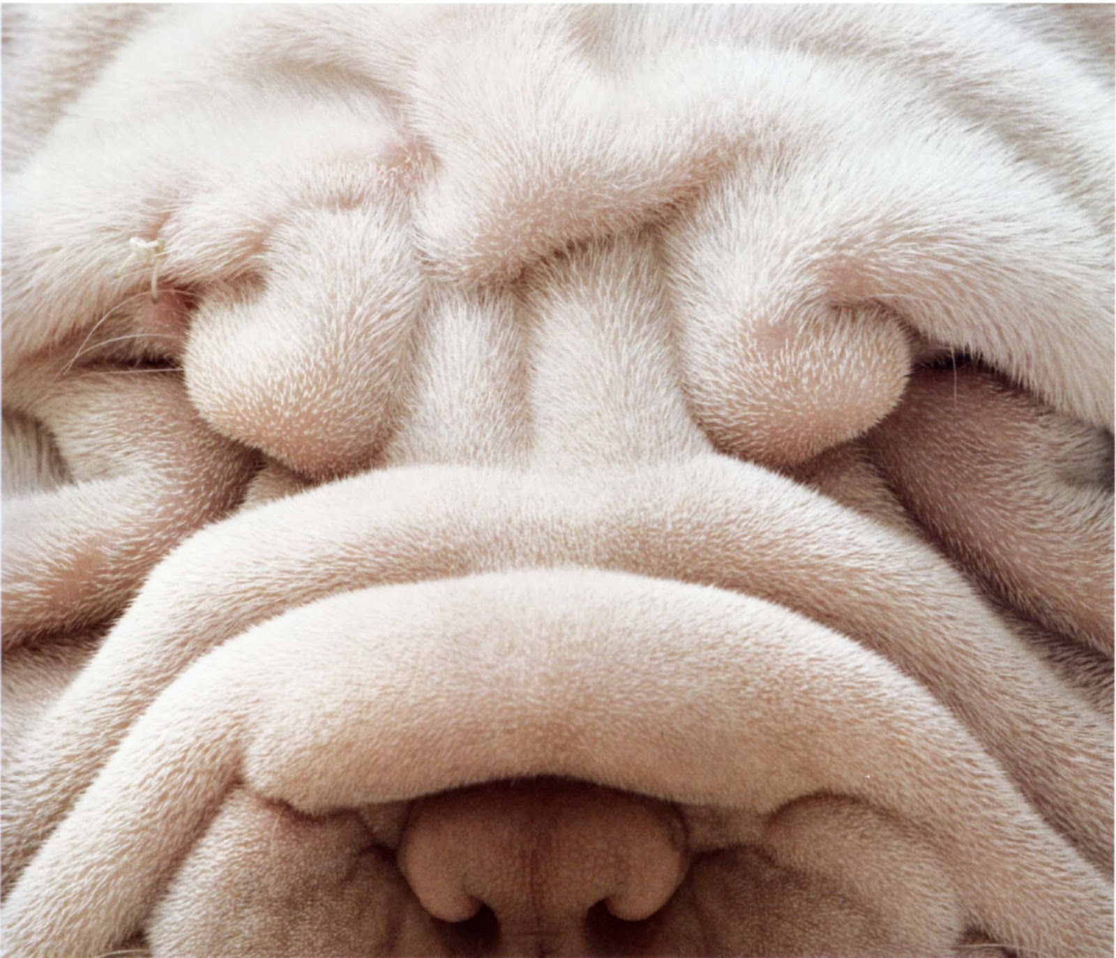 Pedigree Dogs Exposed - The Blog: Shar-peis. On a roll