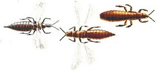 Thrips, a closer look. Pic Wikipedia
