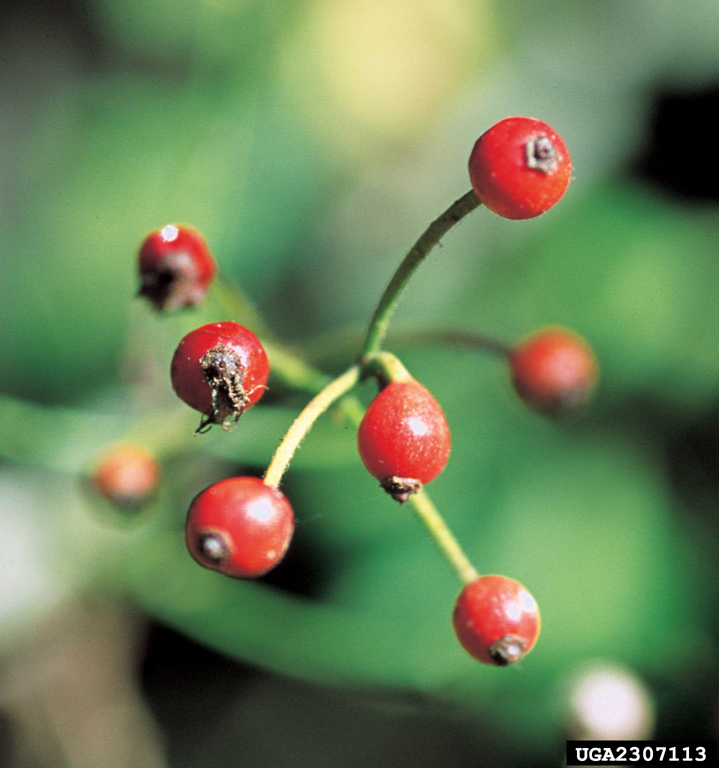 TEST Rosehips / Birds Interaction