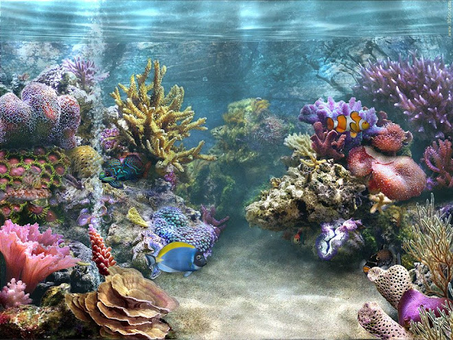 Under the Sea - a Salt Water Aquarium Experience: Saltwater Fish ...