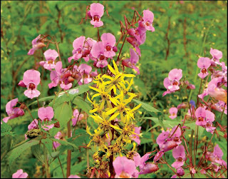 Valley of Flower in Uttarakhand