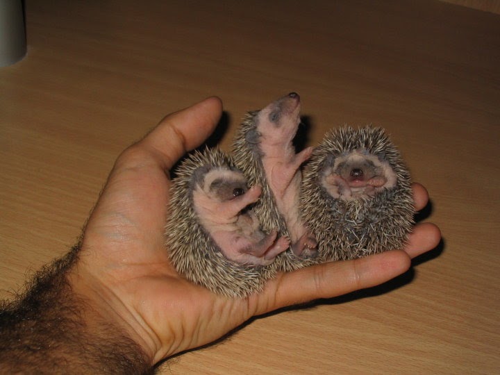 ~ Donde quieras estar ~: ~ Erizos