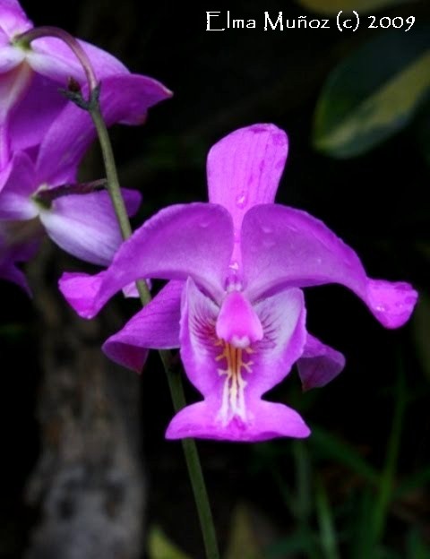 Cuidado de orquídeas: Bletia catenulata ~ Orquídeas del Perú