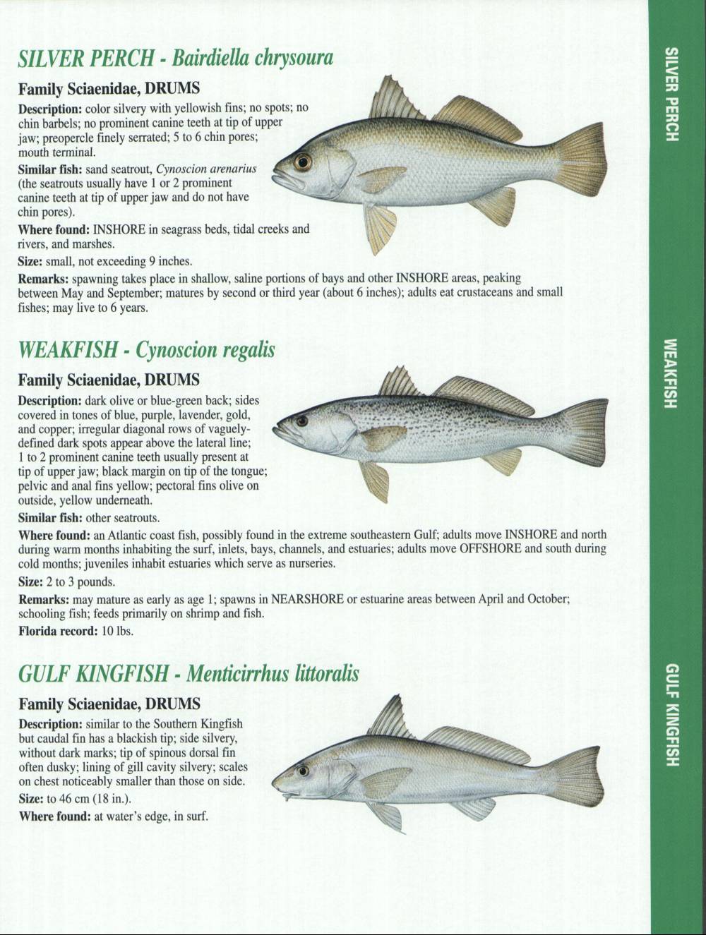 Crystal River Fishing Report Florida Gulf Fish Identification Charts