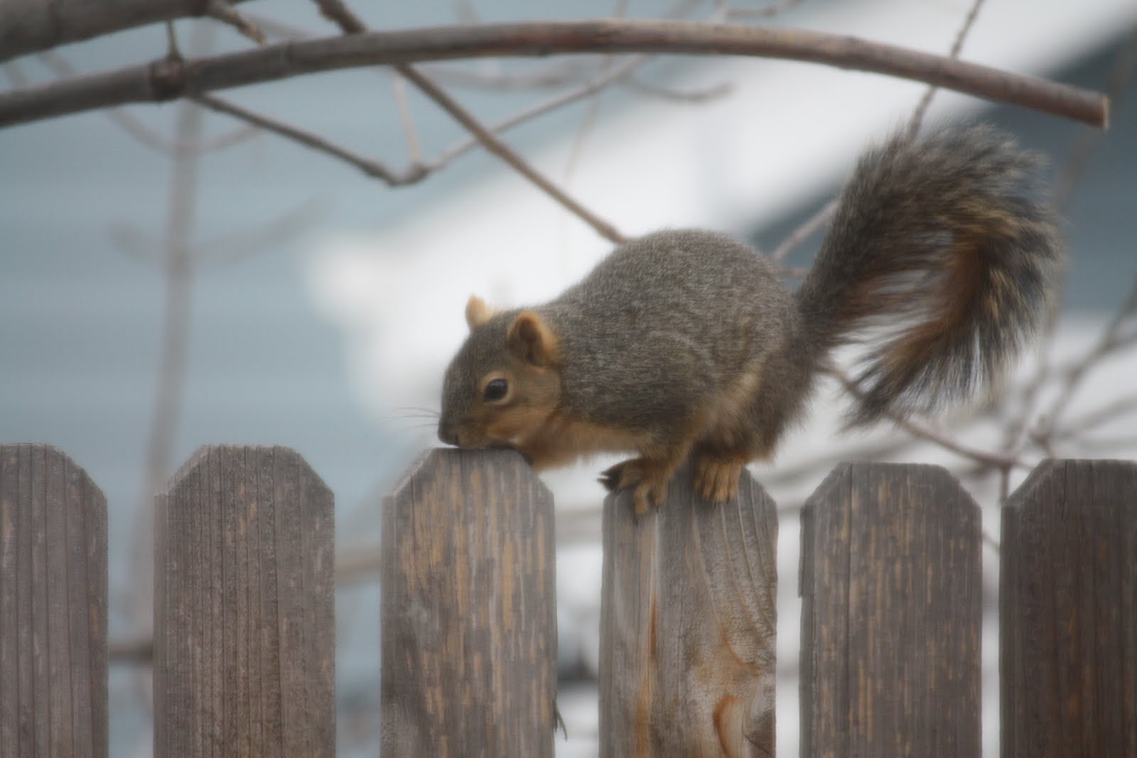 Three in FC: January 2011