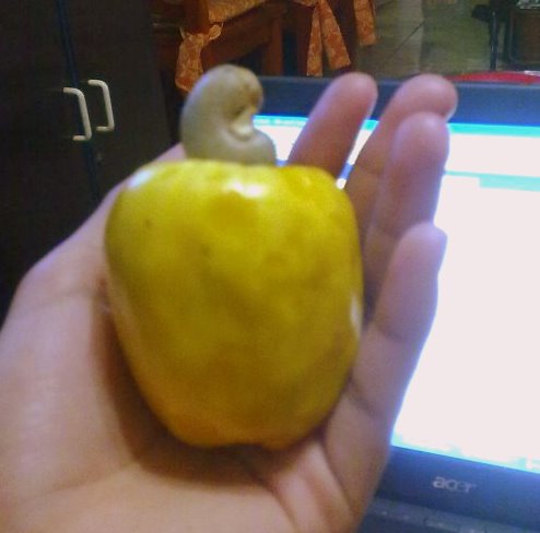 Exotic melons redbubble Fruits Stand: Kasoy