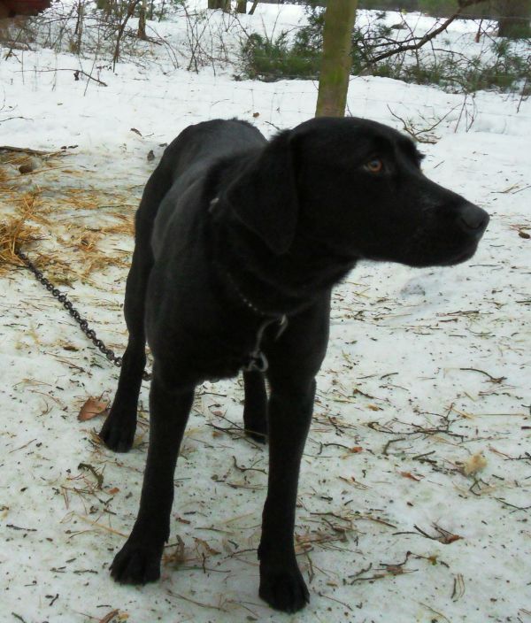 Zwierzęta w Goleniowie Kiara mieszaniec labradora czeka na ratunek