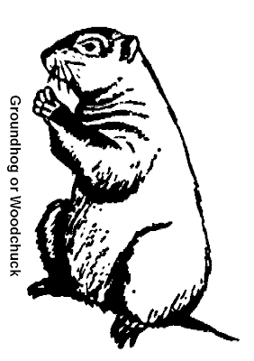 Groundhog Coloring Pages,groundhog day 