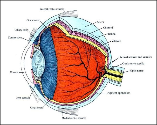 Oftalmologia Animal: Bulbo Ocular diagram uvea 