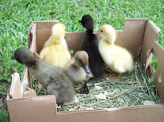 Baby Ducks 2010
