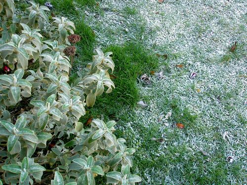 [tn_HSMS+frosty.jpg]