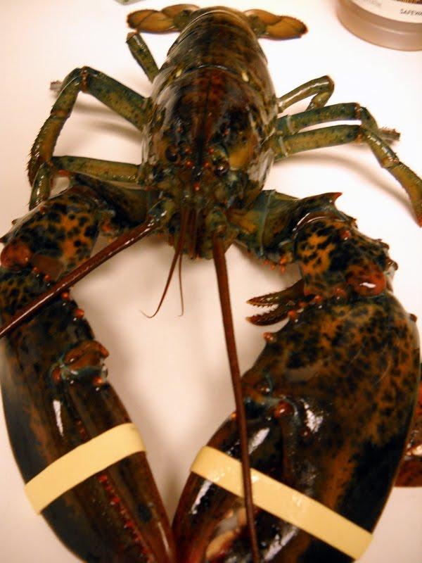 Lobster Gram Gourmet Recipes Easy Persian Lime Grilled Live Maine Lobsters