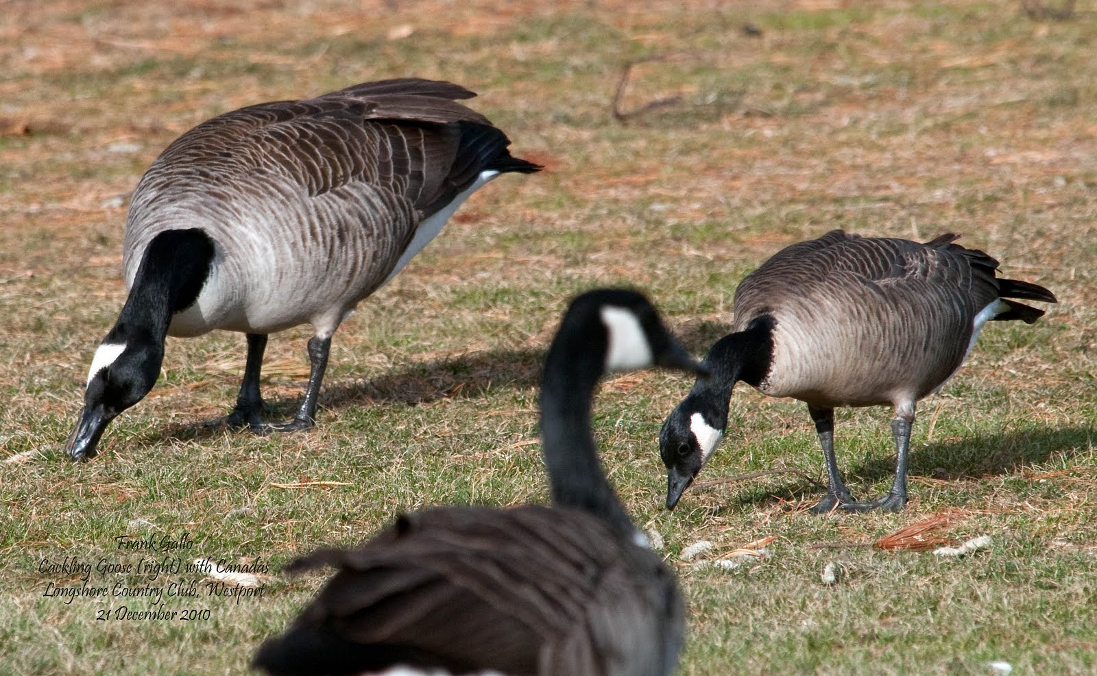 Canada goose 1455 mountain ave elementary best sale