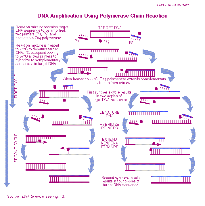 BIOSPROJECT: PCR: POLYMERASE CHAIN REACTION