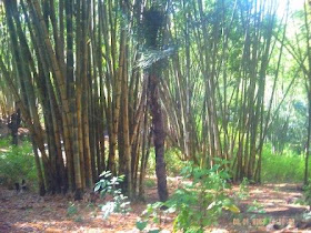 Bambu adalah harta bagi orang Bajawa