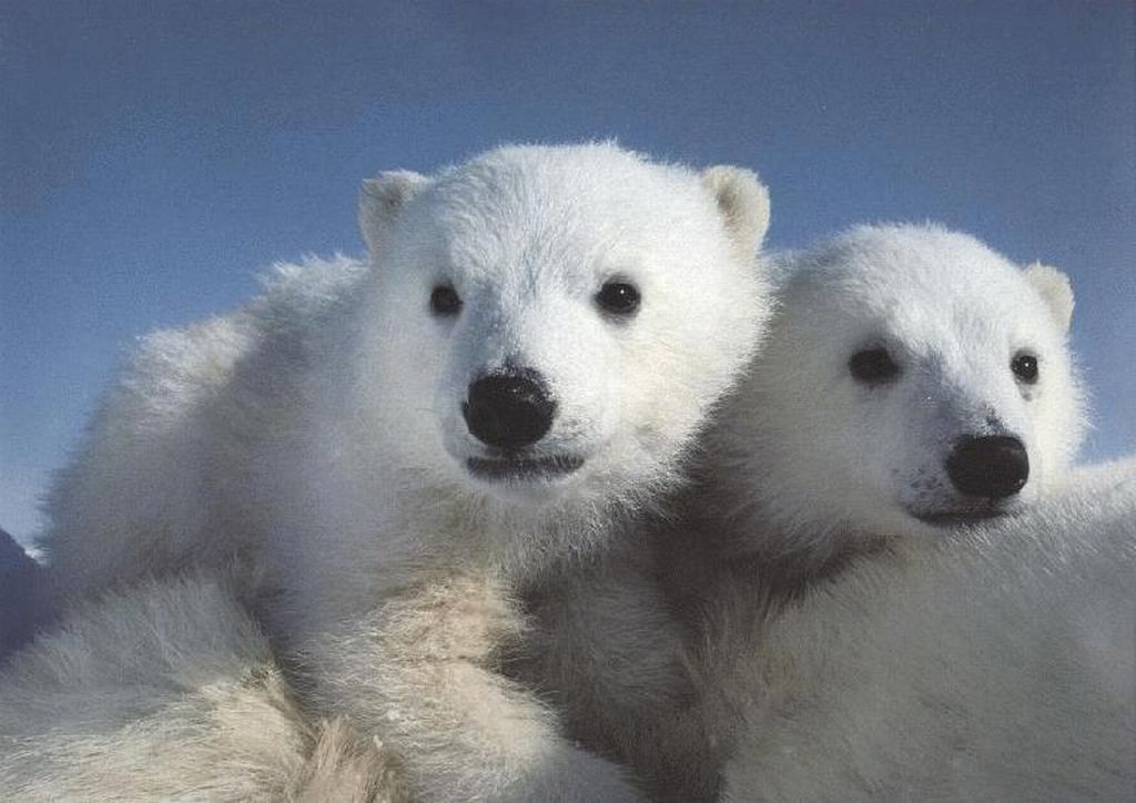 [polar-bear-cubs-riding-moms-back.jpg]