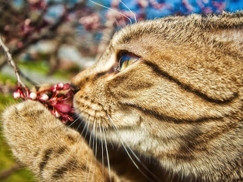 Cat Part 125 - Animal Wallpaper