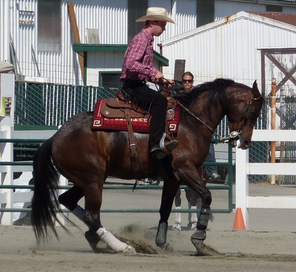 Blog and Pony Show Region 5 Arabian Horse Show (reining championship)