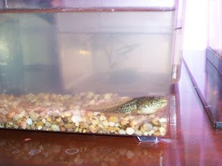 tadpole care