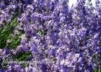 My favourite flowers-Lavender