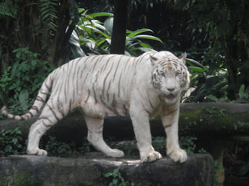 Singapore Zoo - White Tiger