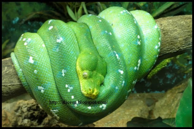 Alicesg-Singaporemyhome: Singapore Zoo - Snakes