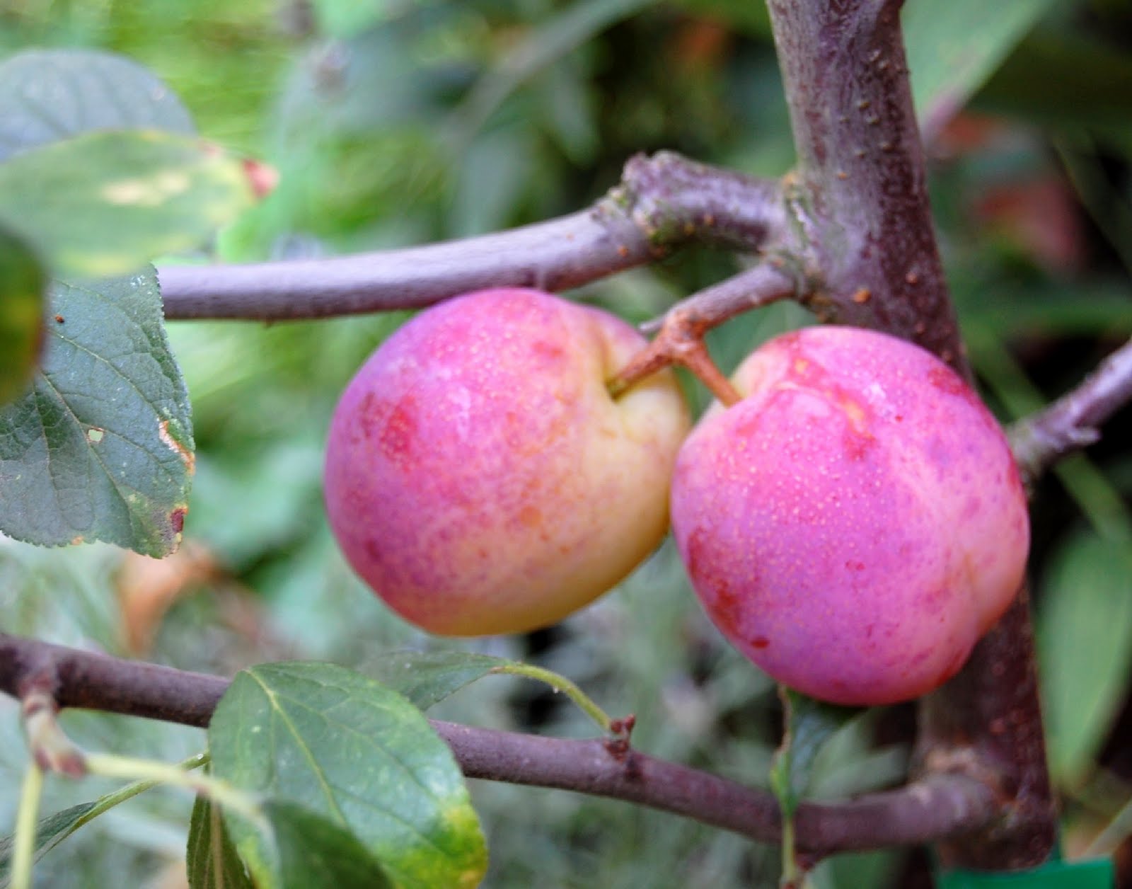 Fruit Trees Home Gardening Apple, Cherry, Pear, Plum Do You Need 2 Plum Trees To Produce Fruit