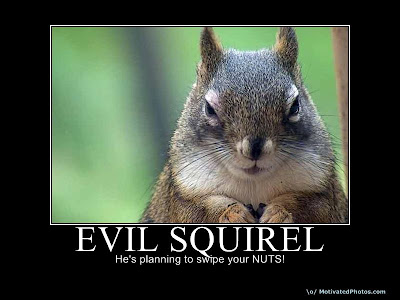 evil-squirel.jpg