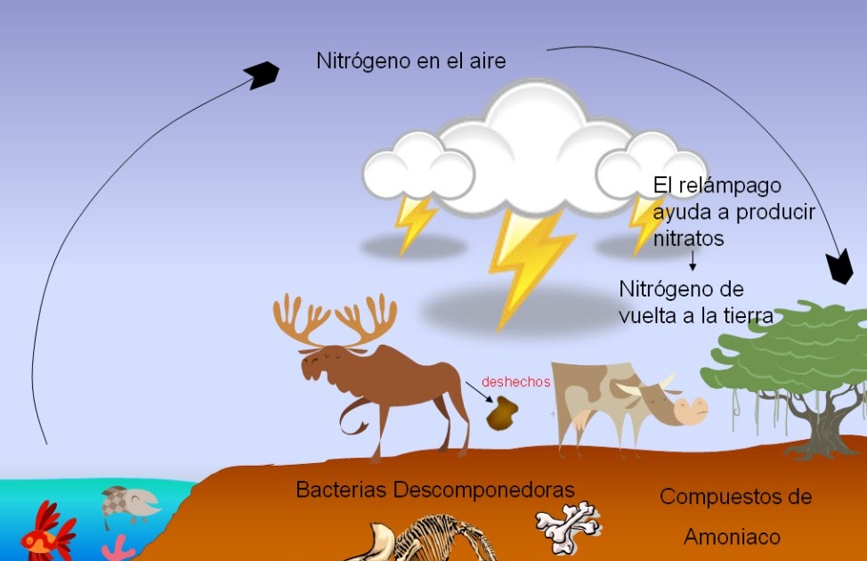 Ciclos de la naturaleza Ciclo del Nitrógeno Ciclos de la naturaleza Ciclo del Nitrógeno