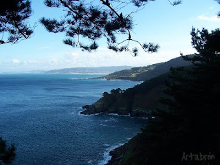 Vista general de la costa entre pinos
