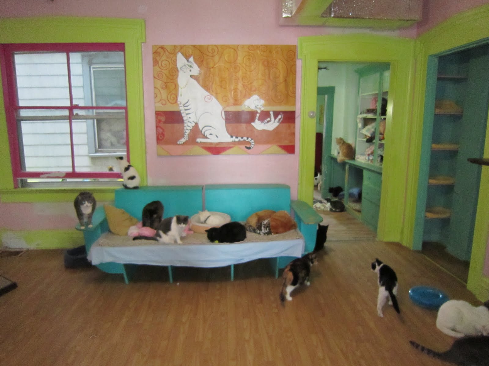 Feather Tail Orla at the Adoption Center! (Animal Kind Hudson, NY)