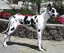 NerdBusters: Scooby Doo, um cachorro lóki!!!!