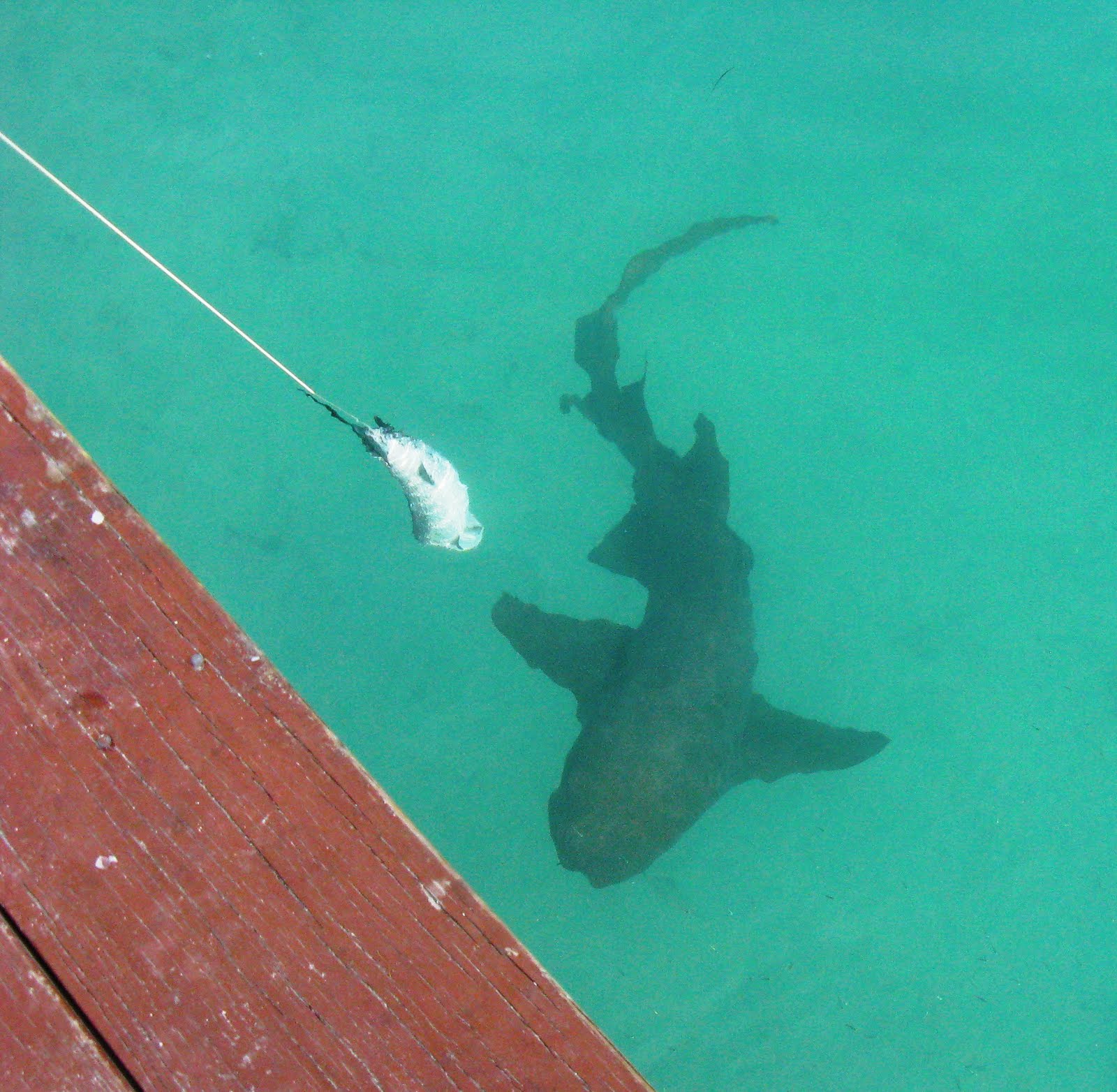 Adventures of s/v WILD HAIR Sharks